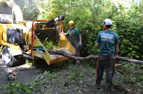 tree services La Jara